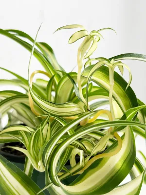 Bonnie Spider Plant