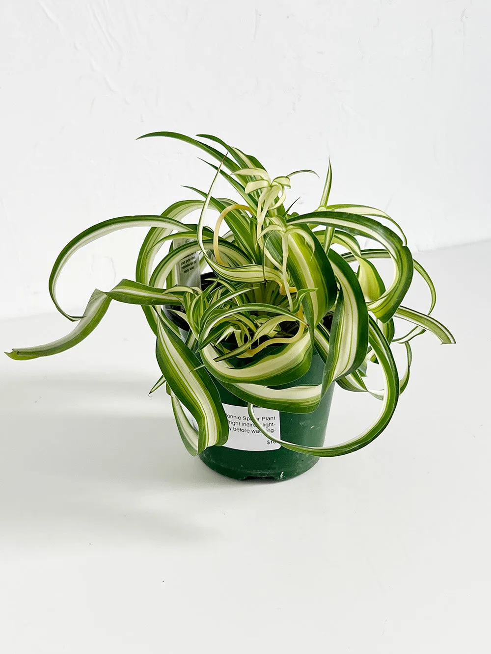 Bonnie Spider Plant